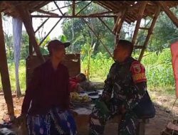 Babinsa Kamal Temukan Lansia Bertahan Hidup Dari Tanam Singkong Dan Ubi di Lahan Tetangga