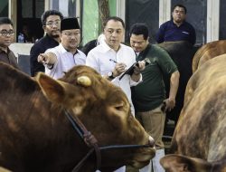 Wali Kota Surabaya Cek Sapi Presiden, Pastikan Kesehatan Hewan Kurban hingga RPH Pegirikan