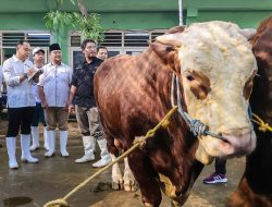 Jelang Hari Raya Idul Adha, RPH Surabaya Sediakan Hewan Kurban Sehat dan Berkualitas