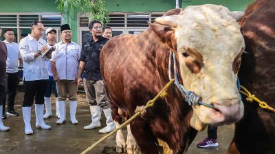 Jelang Hari Raya Idul Adha, RPH Surabaya Sediakan Hewan Kurban Sehat dan Berkualitas