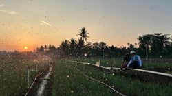 Tarif Listrik Triwulan III 2026 Tetap, PLN Siap Jalankan Kebijakan Pemerintah dan Jaga Kualitas Layanan ke Masyarakat